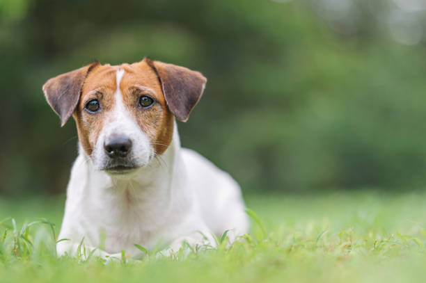istock Little jack russell pets enjoy outside on summer 1441312919