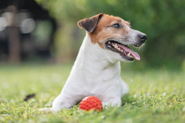 istock Jack Russell Terrier pets dog enjoy lying back yard outdoor activity 1441313023