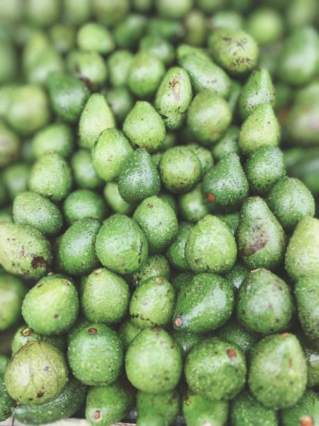 istock A collection of avocados 1441315399