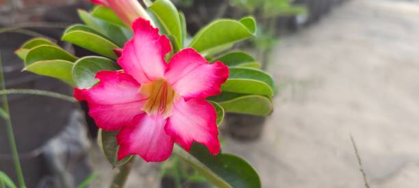 istock Close up image of pink flower 1441318057