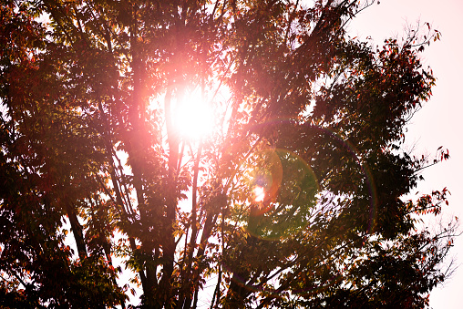 Sunlight through the Autumn tree with lens flare.