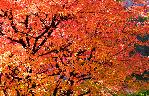 Close-up of colorful foliage of autumn season.