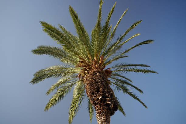 istock Palm tree against the sky in a bright sunlight 1441319006
