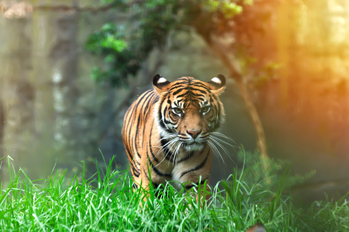 A  powerful Bengal Tiger prowling through its natural forest environment highlighted by a golden sunlit background.