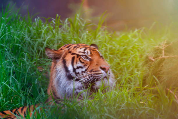 오후 햇살에 휴식을 취하는 벵골 호랑이 - tiger zoo animal awe 뉴스 사진 이미지