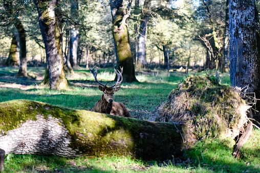 Adult male deer lying in the clearing