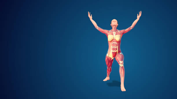 3D human Virabhadrasana I Warrior 1 pose on blue background