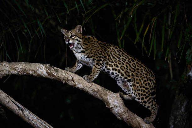 istock Ocelot climbing on a curved branch 1441321919