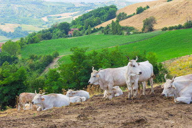 istock Cow is resting on a background of hilly landscape 1441322694