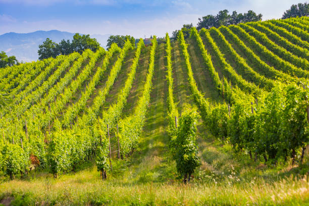 Fields of grapes in the summer, Tuscany. stock photo