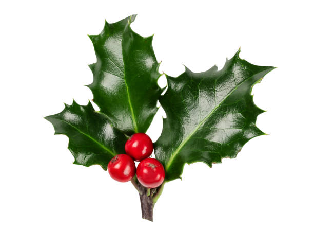 istock Holly berries branch isolated on white background. 1441322894