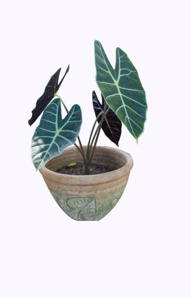 istock Flower pot and Green tree decoration isolated on white background. 1441323018