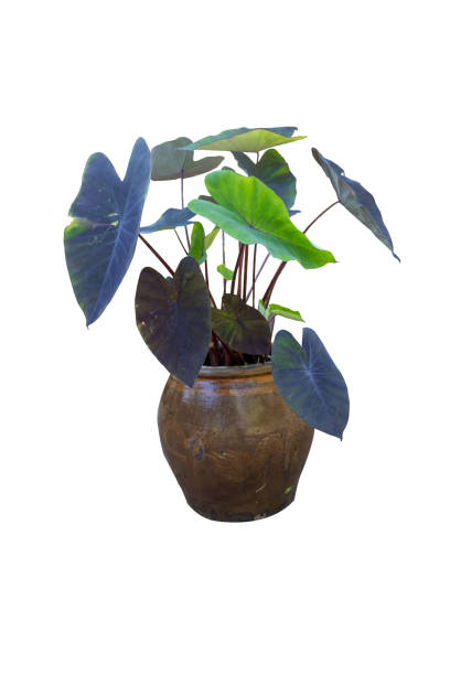 istock Flower pot and Green tree decoration isolated on white background. 1441323019