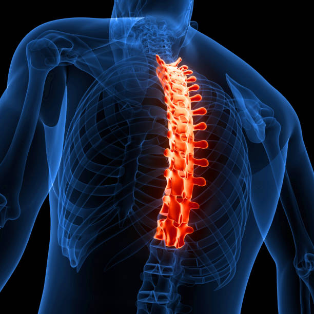 istock Spinal Cord Vertebral Column Thoracic Vertebrae of Human Skeleton System Anatomy 1441323230