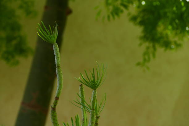 istock Kleinia, Secret garden, Marrakech 1441323752