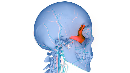 3D Illustration Concept of Human Skeleton System Skull Bone Parts Zygomatic Bone Anatomy