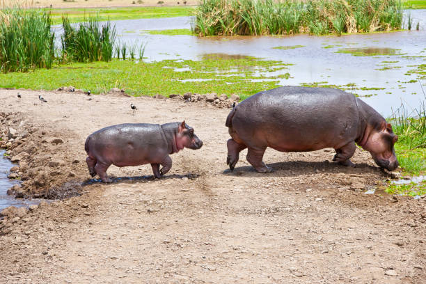 bébé hippopotame en promenade avec maman - lake volcano volcanic crater riverbank photos et images de collection