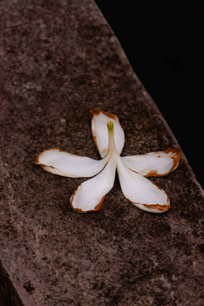 istock beautiful fall white flower in a garden 1441325475
