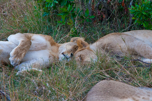 Lion cubs taking a nap. Funny animal moments