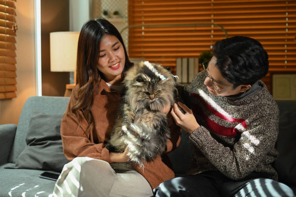 istock Carefree young couple bonding, playing with cat while resting on couch and spending time together at cozy home. 1441325813