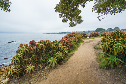 Walkway on the beach, and beautiful Aloe Vera bushes growing along the walkay, California