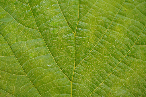 Leaf of a deciduous tree in autumn created in detail in the studio