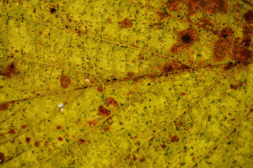 Leaf of a deciduous tree in autumn created in detail in the studio