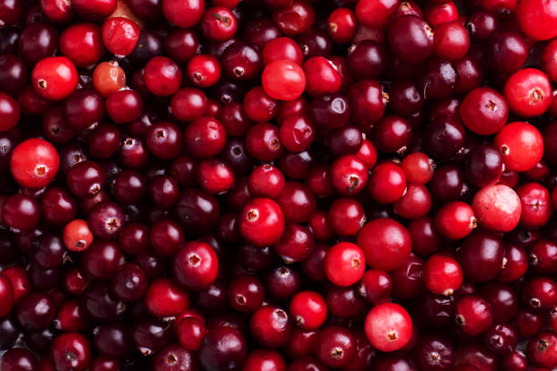 istock Background fresh red cranberry berries close-up. 1441326148