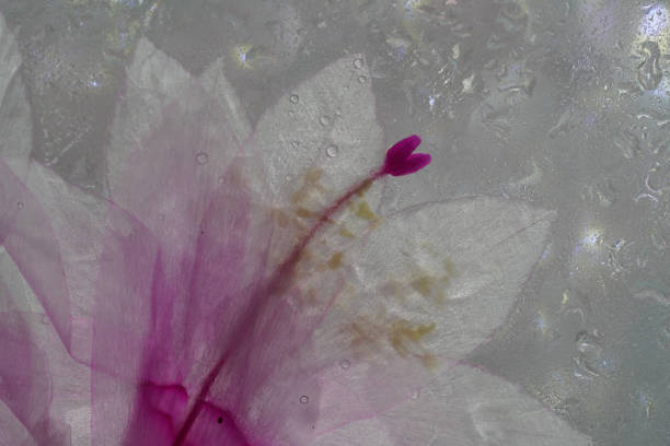 istock cactus schlumbergera in pink blossom in full bloom 1441326181