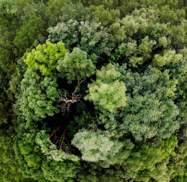 istock The climate crisis and forest dieback hit the forests in Germany 1441326211