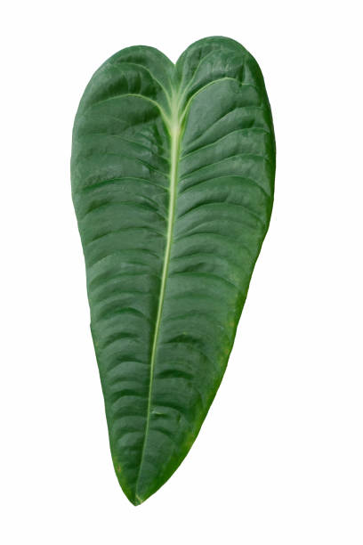 istock Philodendron Sharoniae with copy space on isolated white 1441326806