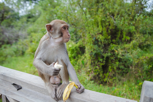 The monkey kept grabbing away at the food.\nVisitors to the food, monkey can catch.\nThis is a wild macaque population,They live in the hills and  woods of Guilin,It already has more than 44 years.\nBecause people's care and love,The wild population is growing.