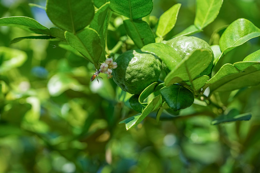 Bergamot and kaffir lime flowers on the bergamot tree, Bergamot medicinal plants with many benefits.