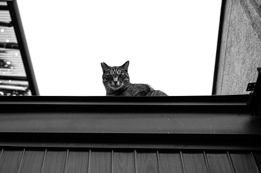 Image of a tabby cat on the roof