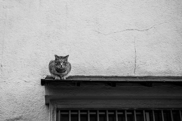 Image of a tabby cat on the eaves