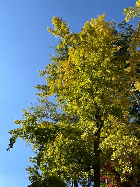 istock Golden ginkgo trees in the afternoon sun 1441327498