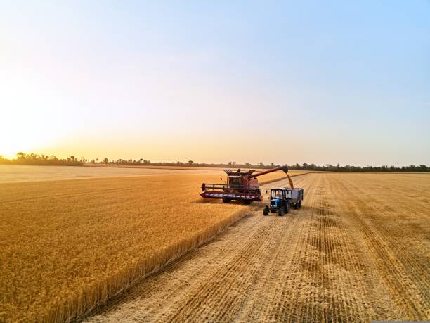 Aerial of overloading grain from combine harvester to grain box trailer in field on tractor. Harvester unloder pouring harvested wheat into a box body. Farmers at work. Agriculture, harvesting season. stock photo