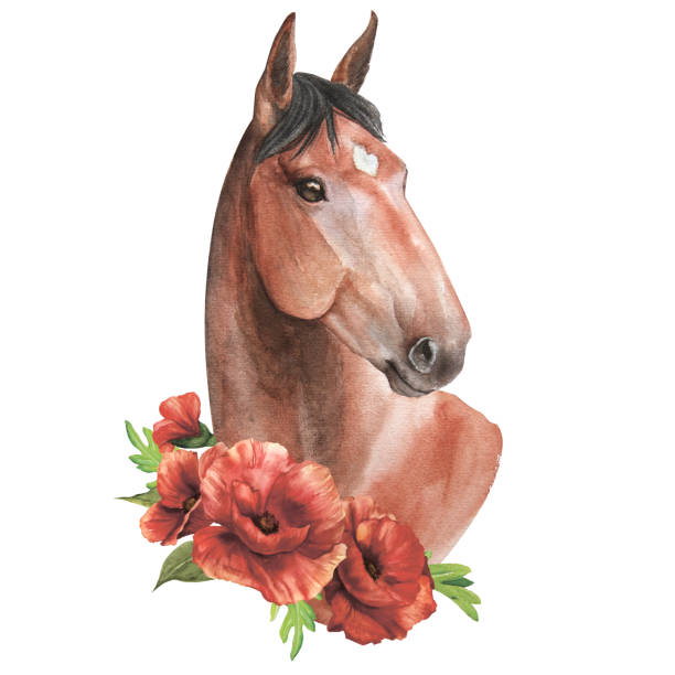 ilustrações de stock, clip art, desenhos animados e ícones de watercolor illustration of a brown horse with delicate poppies isolate - bay wreath