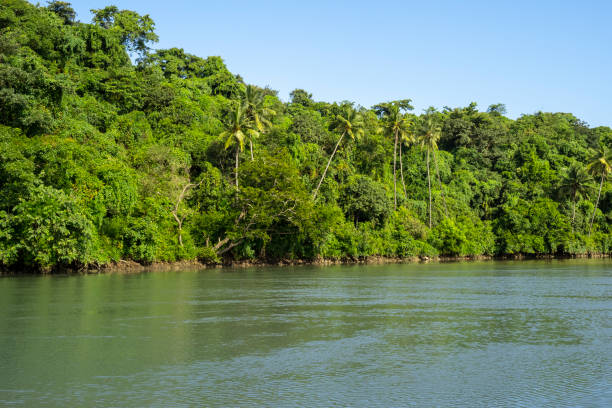 istock Wild rainforest, jungle and river, asian tropical landscape 1441329441