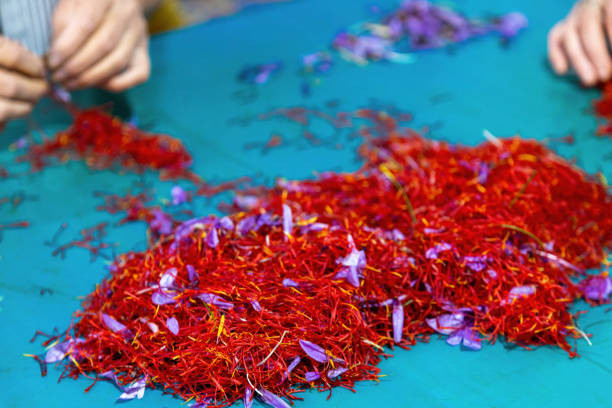 istock Saffron process, flower stamens and petals pile close up, hands separate crocus threads 1441329509