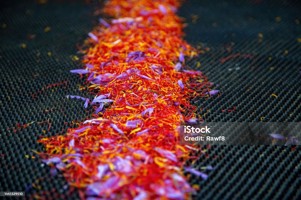 Saffron Process Saffron Separation Process Crocus Threads Pile On Black Close Up Stock ...
