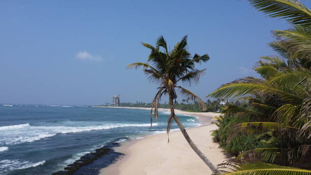 istock Relaxing on the beach palm trees, ocean shore, coconuts, beautiful view 1441329643