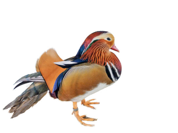 istock Beautiful mandarin duck isolated on white background. Aix galericulata 1441329774