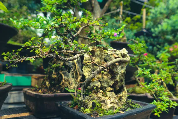 Photo of This is a photo of various types of bonsai.