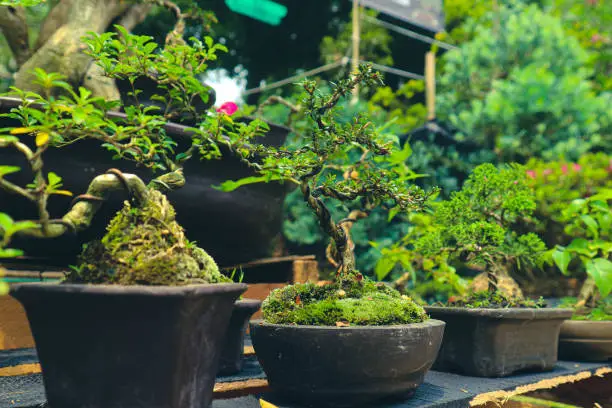 Photo of This is a photo of various types of bonsai.