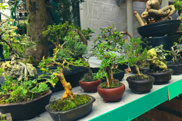 Photo of This is a photo of various types of bonsai.
