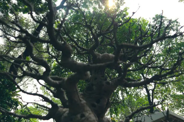 Photo of This is a photo of various types of bonsai.