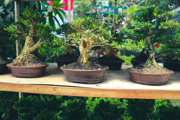 Photo of This is a photo of various types of bonsai.