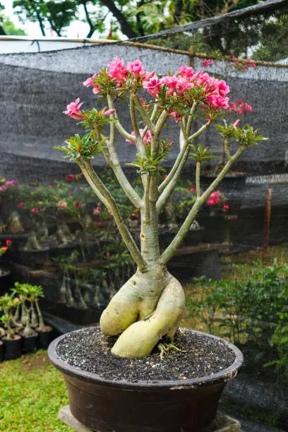 Photo of This is a photo of various types of bonsai.