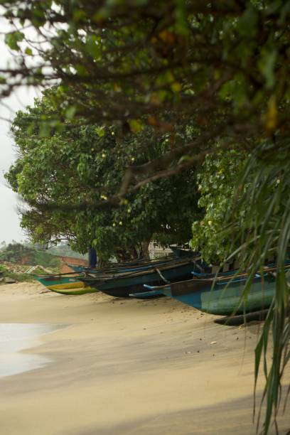 istock Original Sri Lanka with its cultural code and identity. Traffic, national and religious customs, buildings and nature. palm trees and ocean. beach on the island. 1441330797